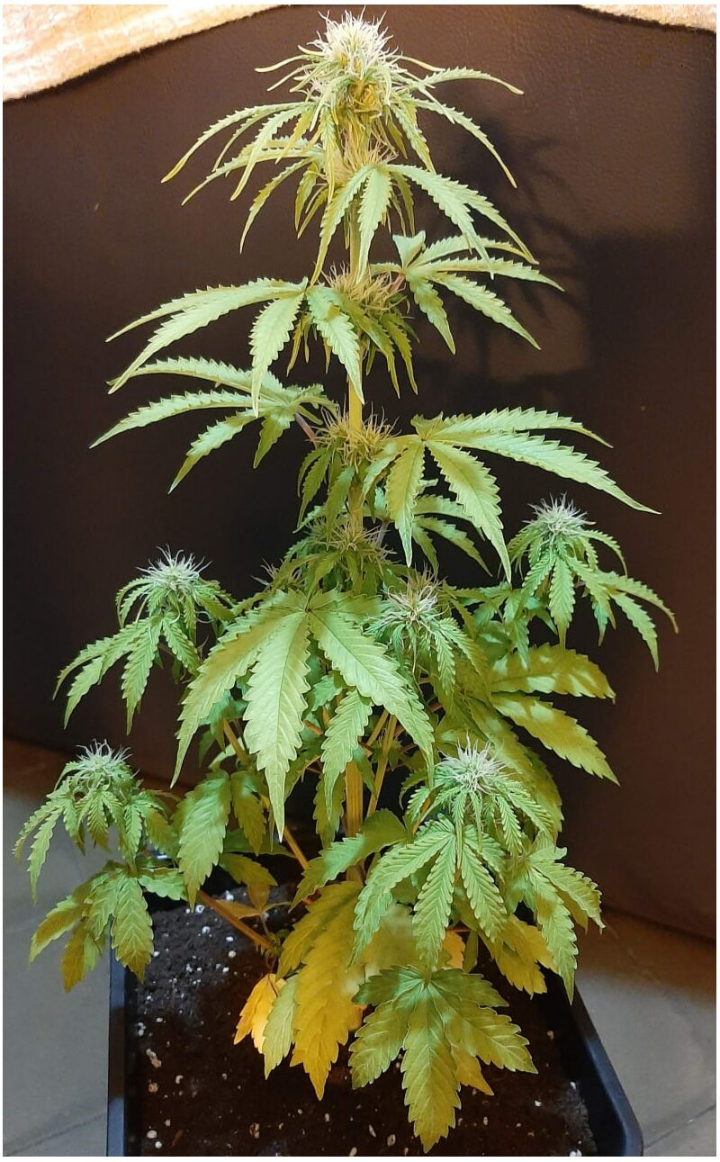 Dark Kush Auto, Фасовка: 3+3, изображение 2